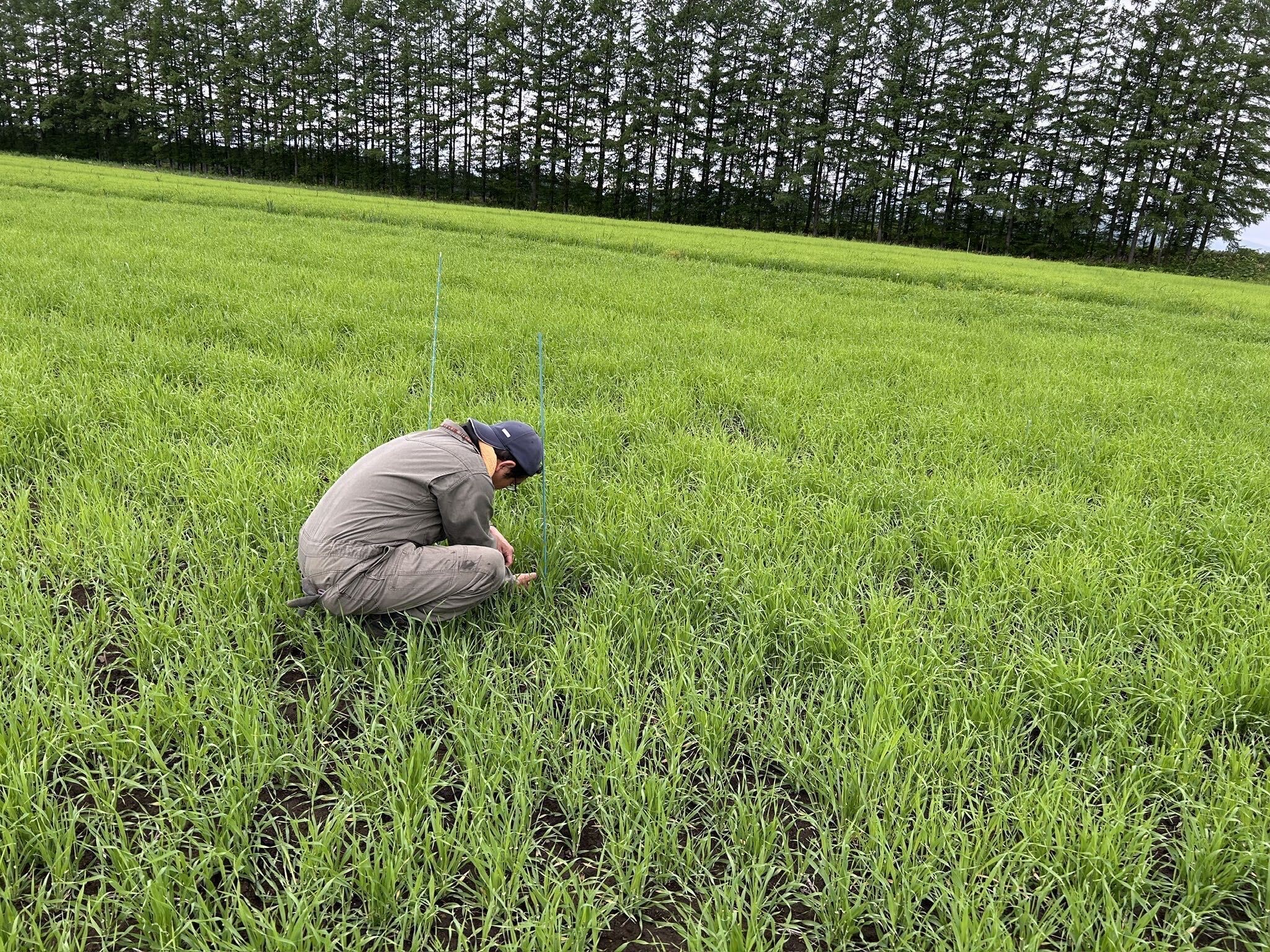 圃場で茎数調査をする農家さん