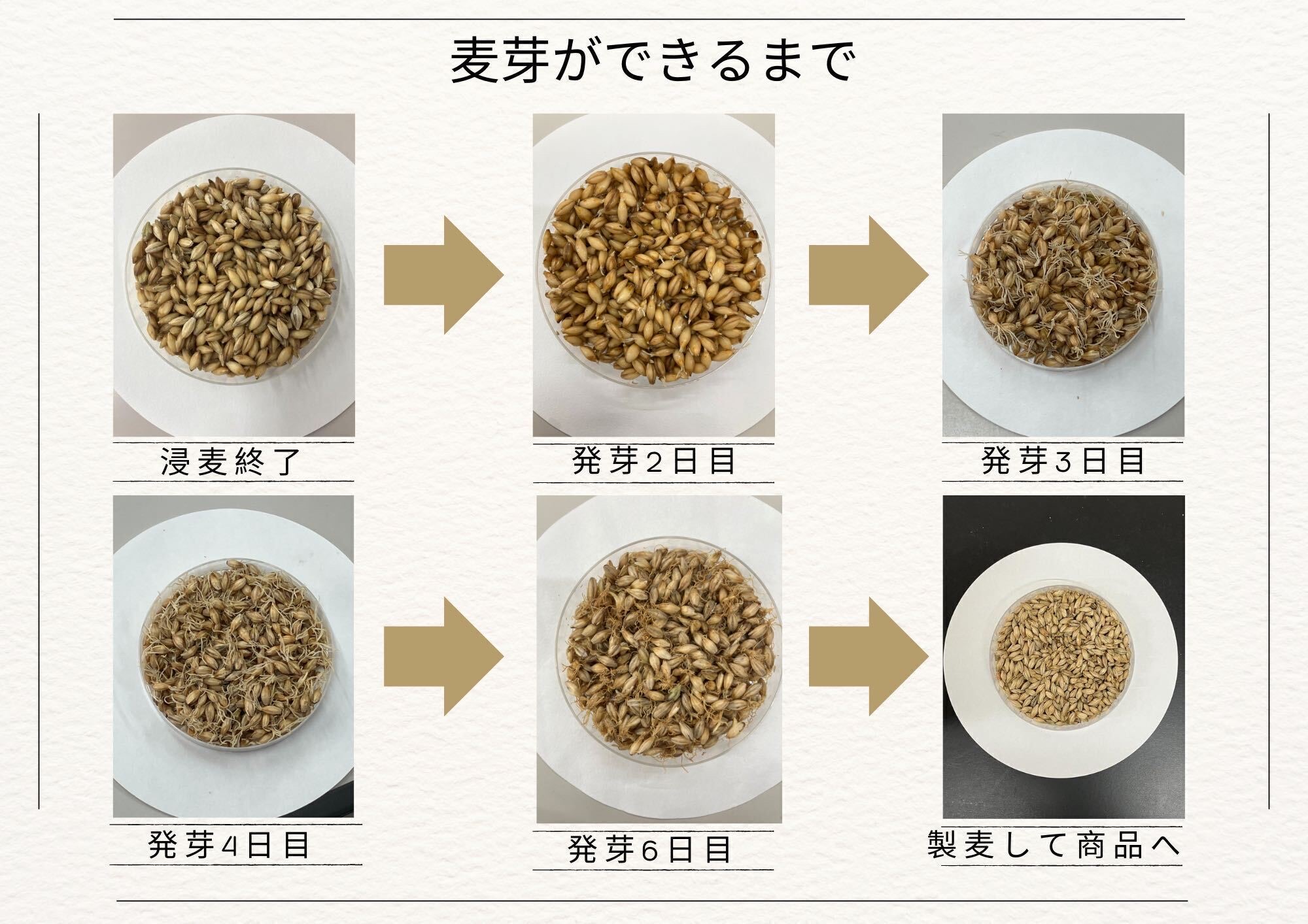 麦芽ができるまで — 浸麦から製麦まで