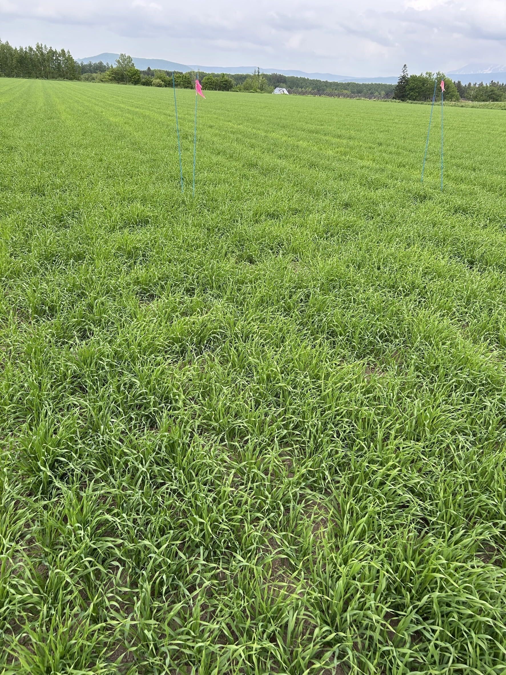 2026年5月末 鮮やかな緑に染まる大麦の圃場